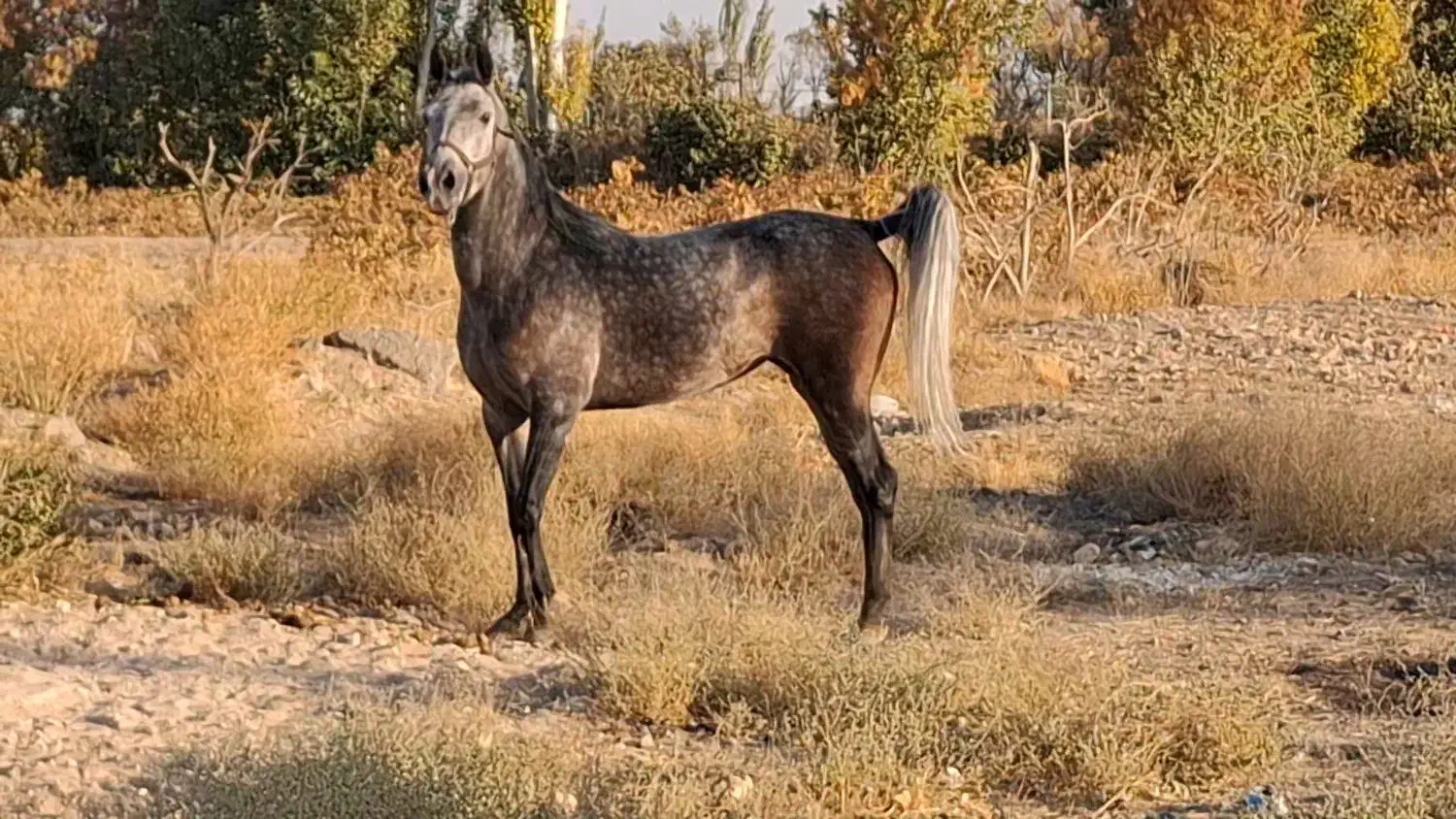 اسب|اسب و تجهیزات اسب‌سواری|اردستان, |دیوار