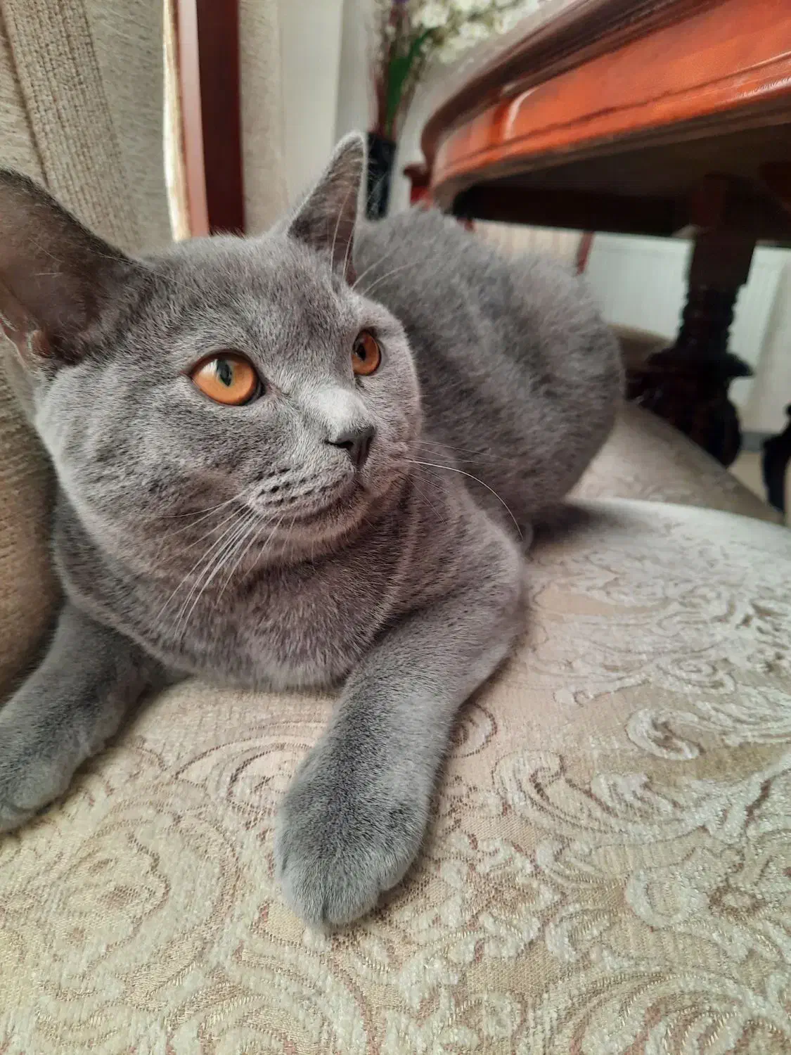 گربه بریتیش واسکاتیش|گربه|قزوین, |دیوار