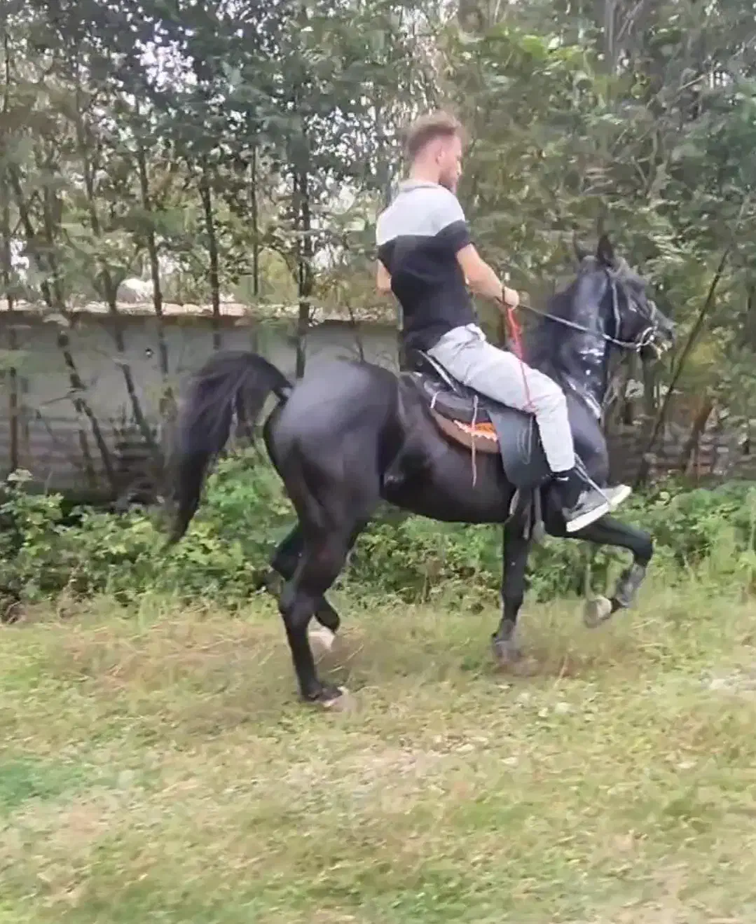 اسب مشکی ذغالی|اسب و تجهیزات اسب‌سواری|اسلام‌شهر, بهرام آباد|دیوار