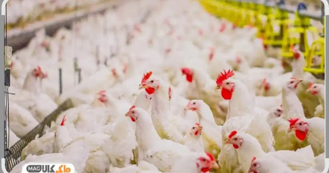 مرغداری سراوان و اطراف سراوان آماده نیمه آماده....|فروش دفتر صنعتی، کشاورزی، تجاری|کله گان, |دیوار