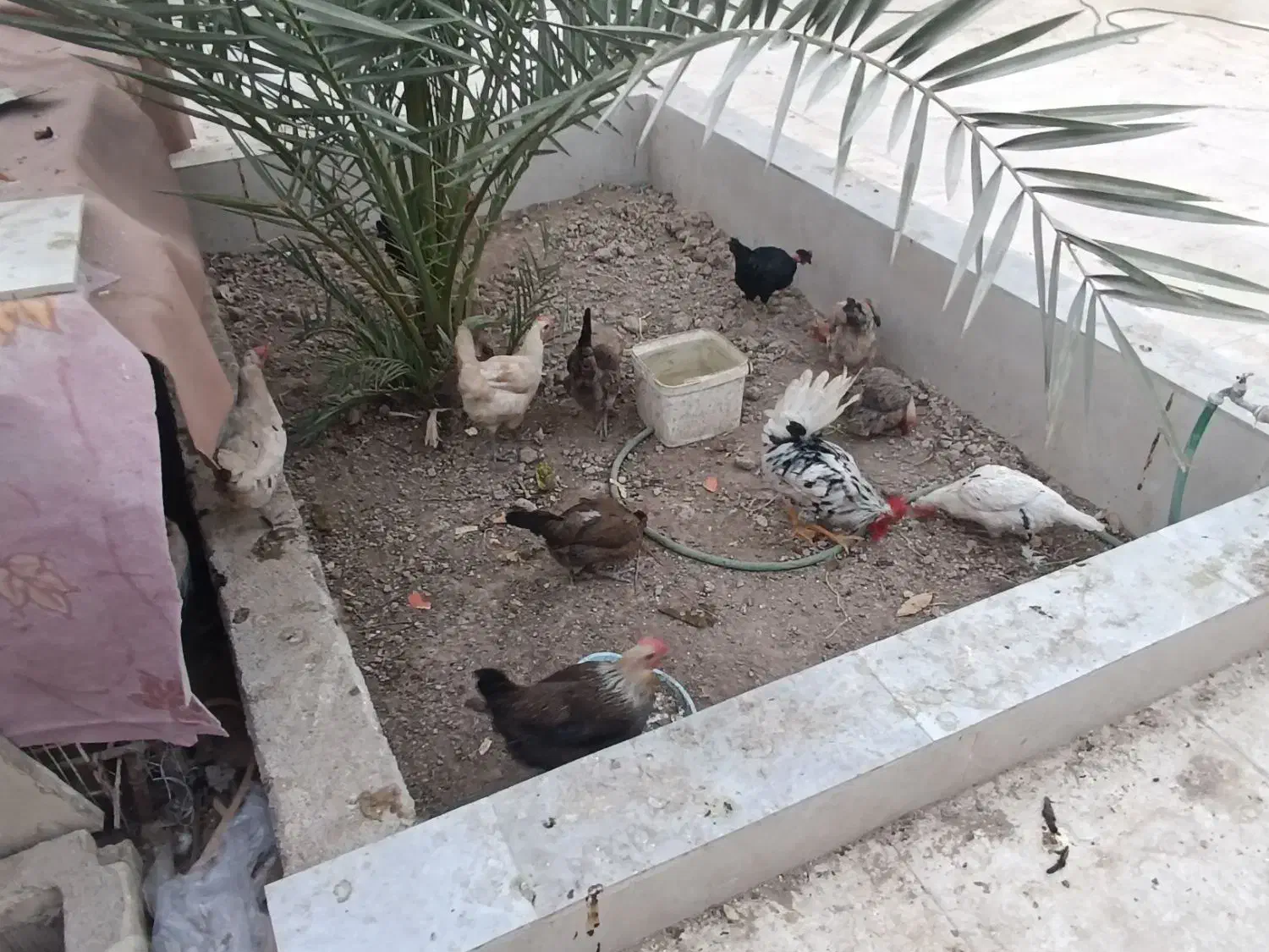 مرغ و خروس اصیل تخم گذار|حیوانات مزرعه|بندر امام خمینی, |دیوار