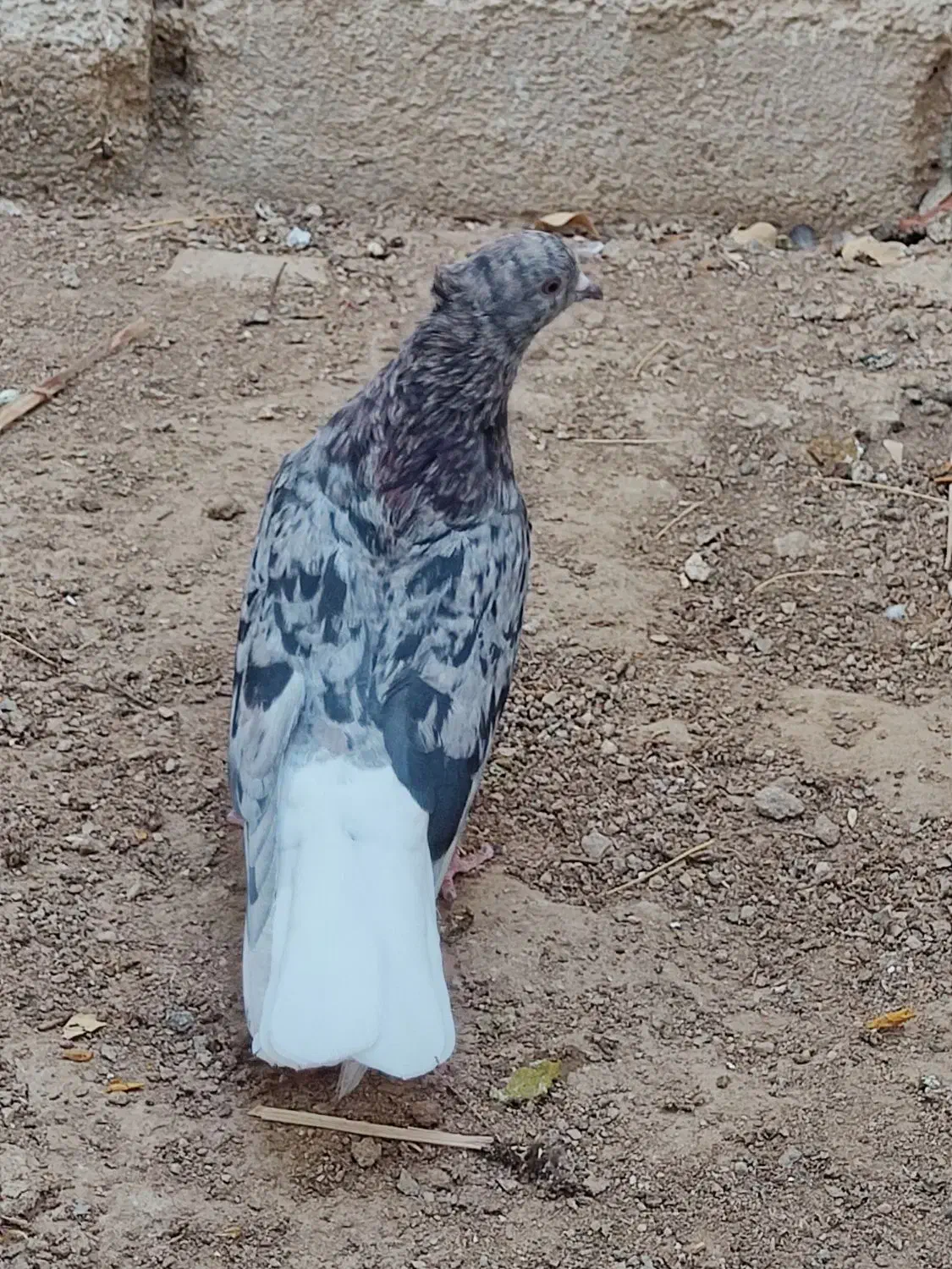 فروش سرور دم سفید نر|پرنده|شیراز, درکی|دیوار