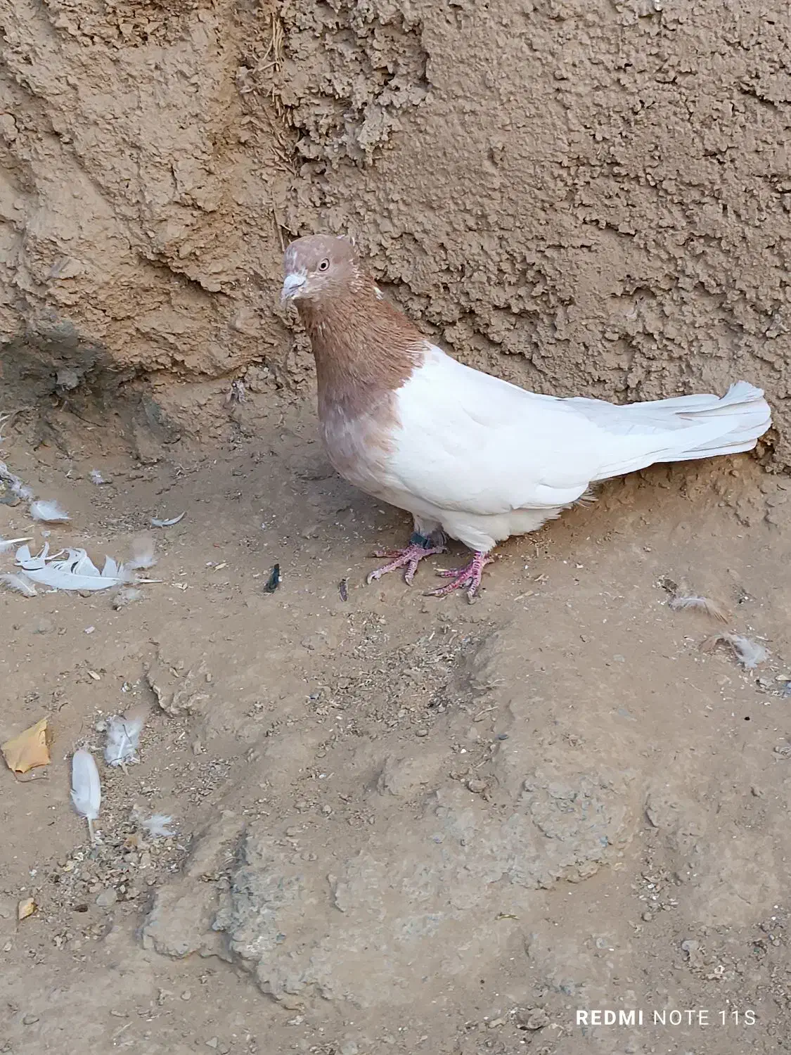 س عدد کفتر سینه ای کله ای|پرنده|میلاجرد, |دیوار