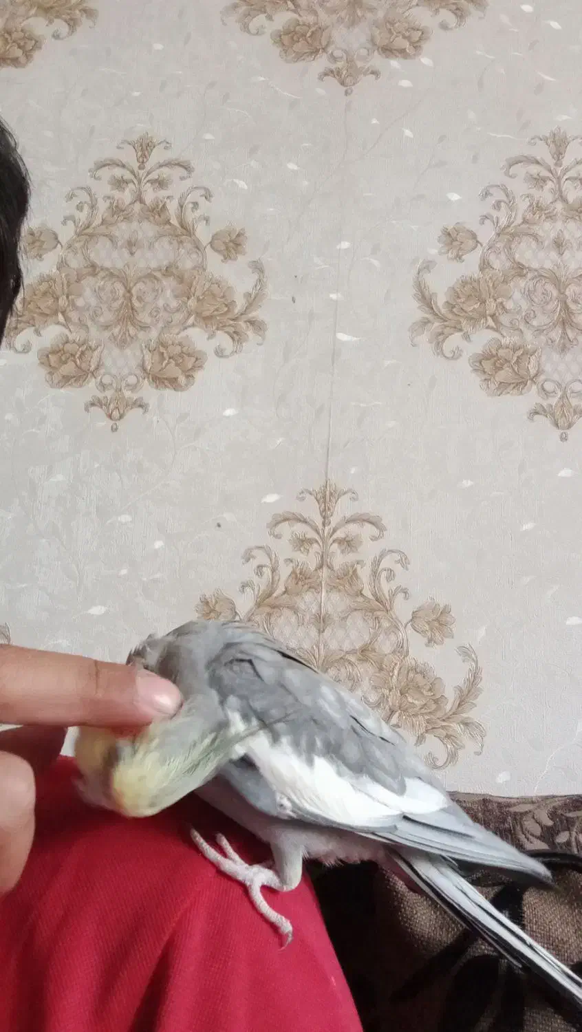 یه جفت عروس هلندی کار درست و کار داده|پرنده|اصفهان, شیخ طوسی|دیوار