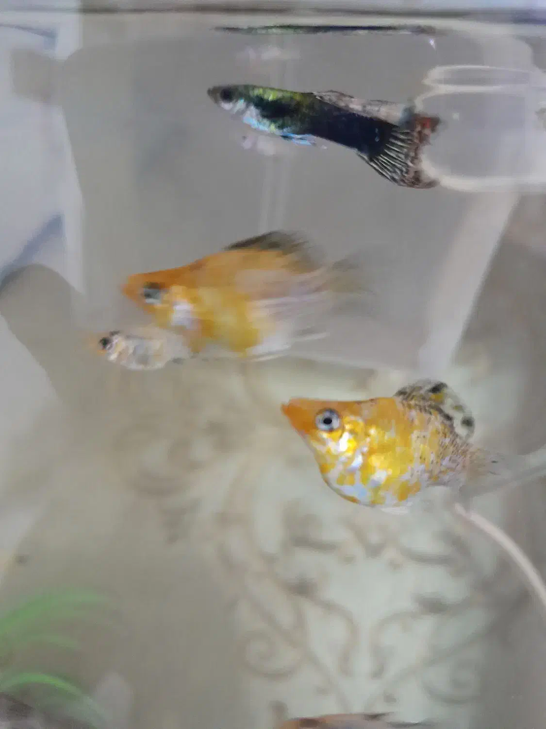 گوپی ، مولی بالن ، زبرا|ماهی|تهران, سلسبیل جنوبی|دیوار