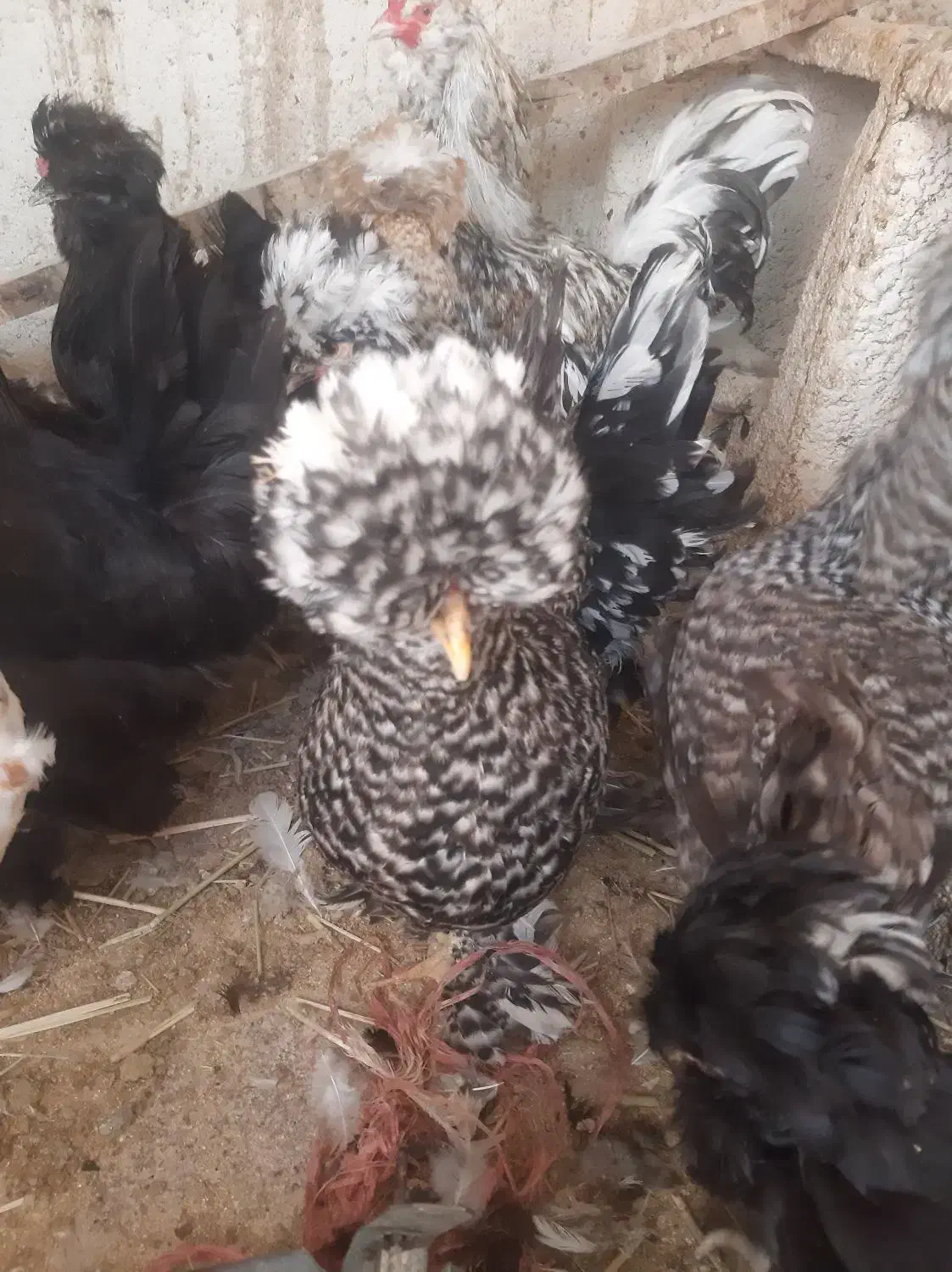 جوجه و مرغ و خروس سلطان|حیوانات مزرعه|قم, سراجه (۱۵ خرداد)|دیوار