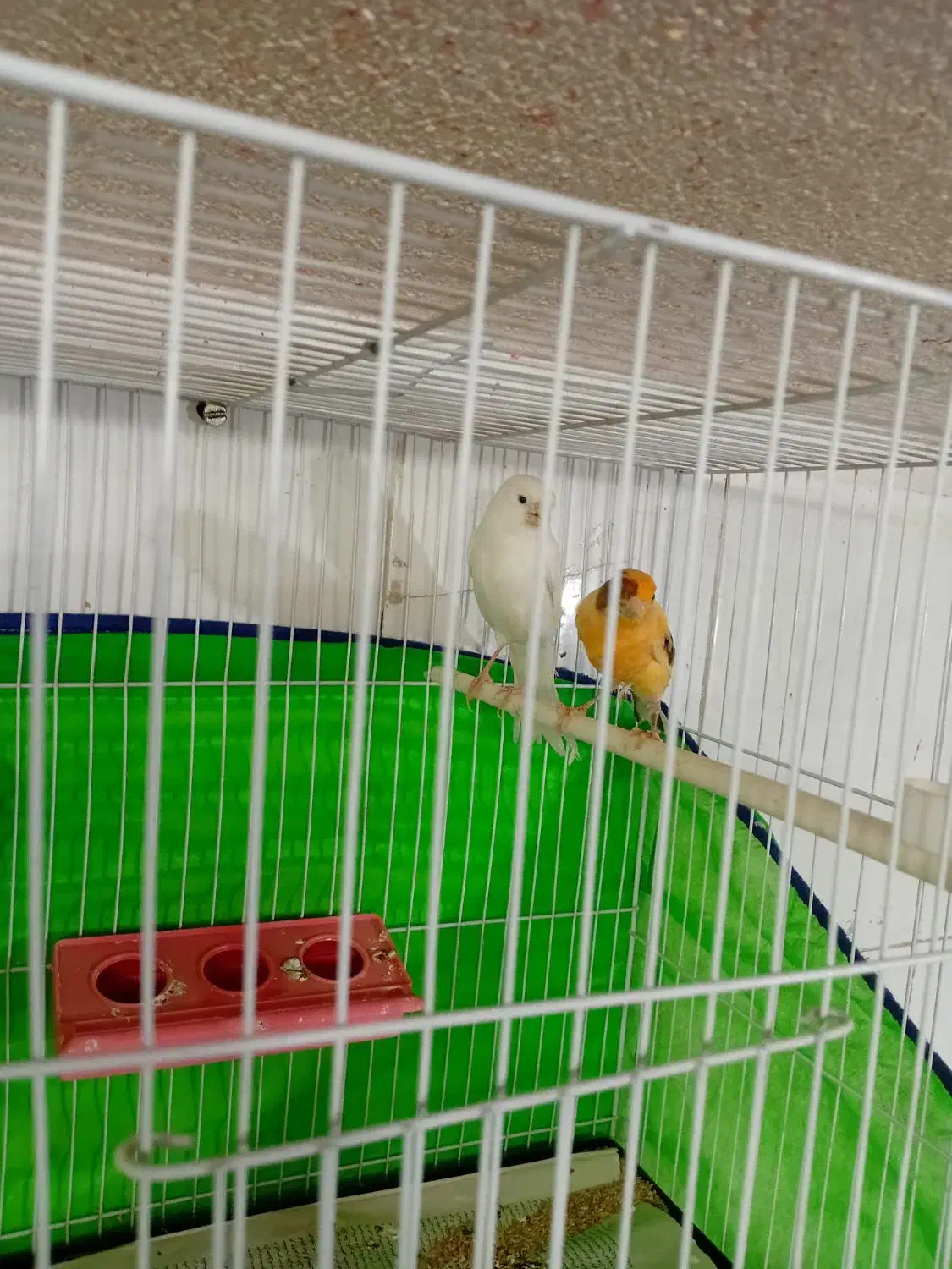 جفت قناری رو تخم جوجه رسون|پرنده|تربتحیدریه, باغ سلطانی|دیوار