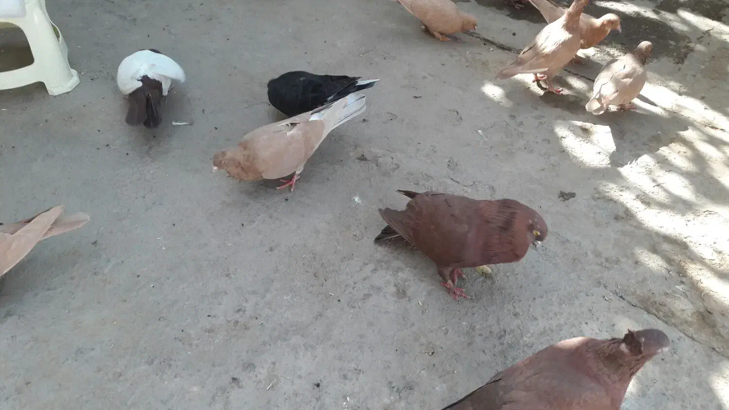 سرخ و زرد خالدم|پرنده|مشهد, ترمینال|دیوار