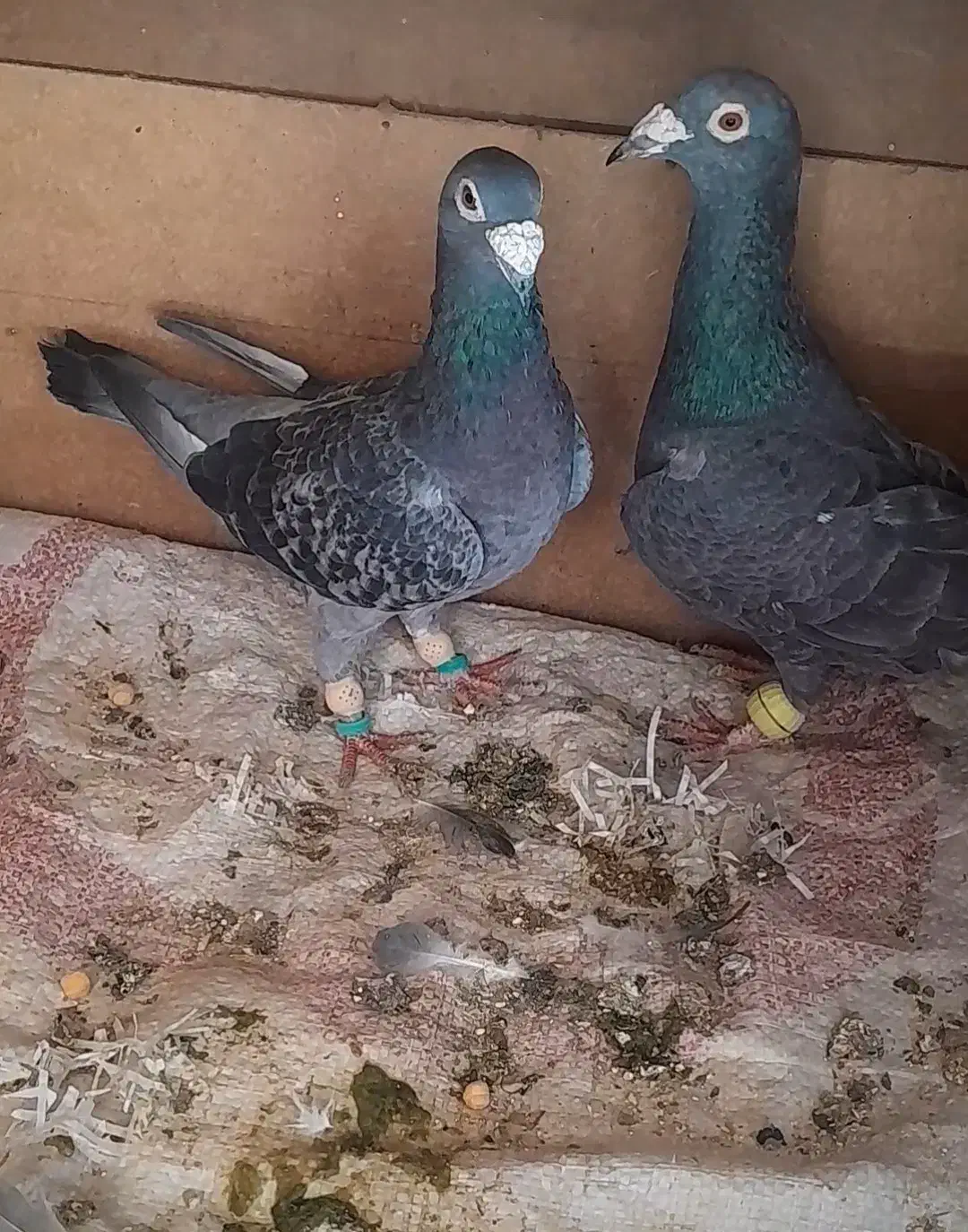 سلام خدمت دوستان عشقباز یک جفت المانی اس|پرنده|شاهرود, |دیوار