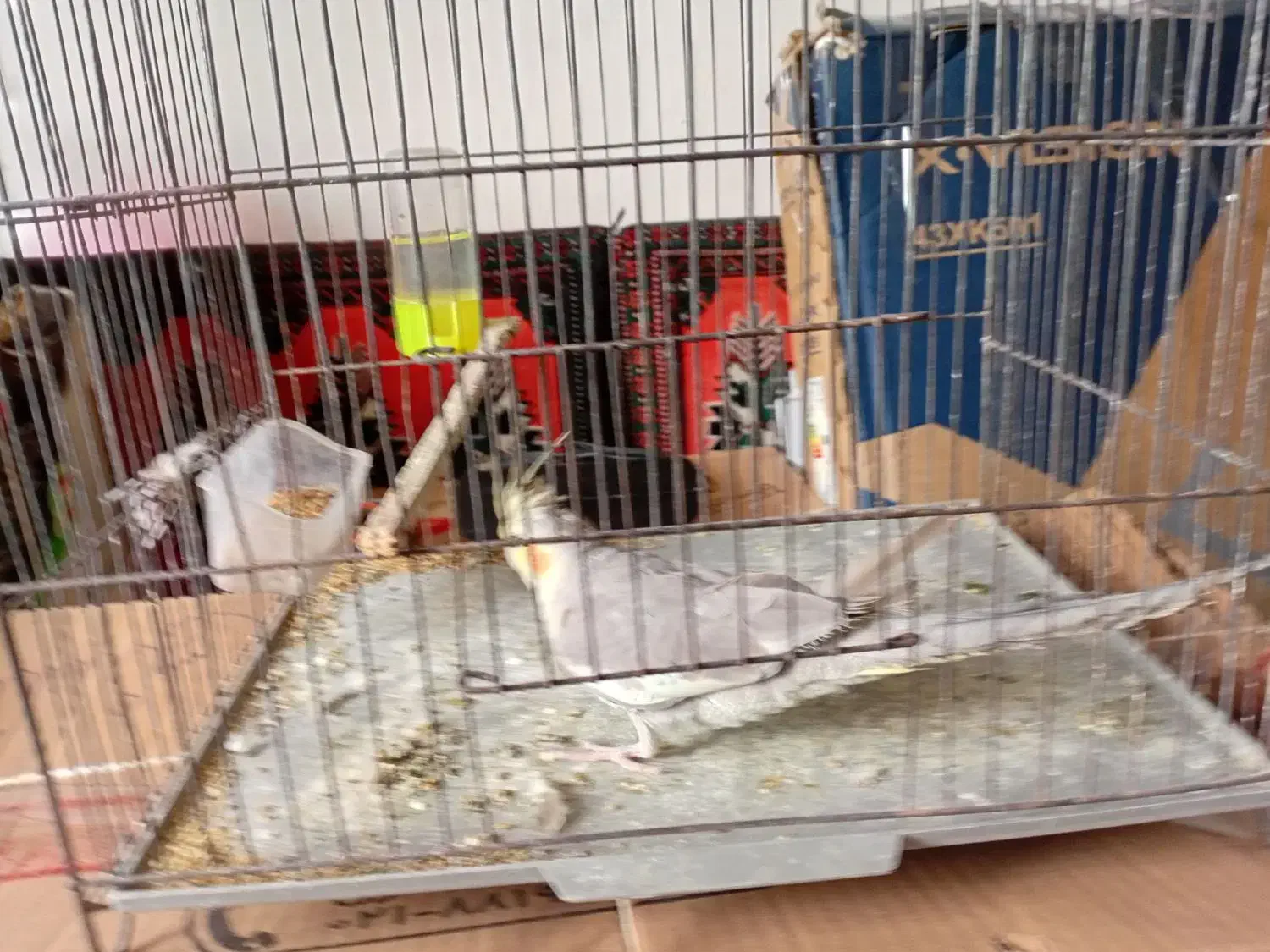 عروس سالم|پرنده|رشت, منظریه|دیوار