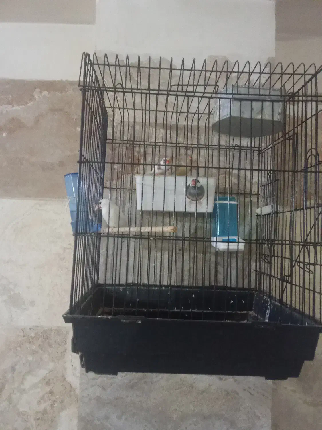 فنج نرگسی|پرنده|ری, شهرک نظامی|دیوار