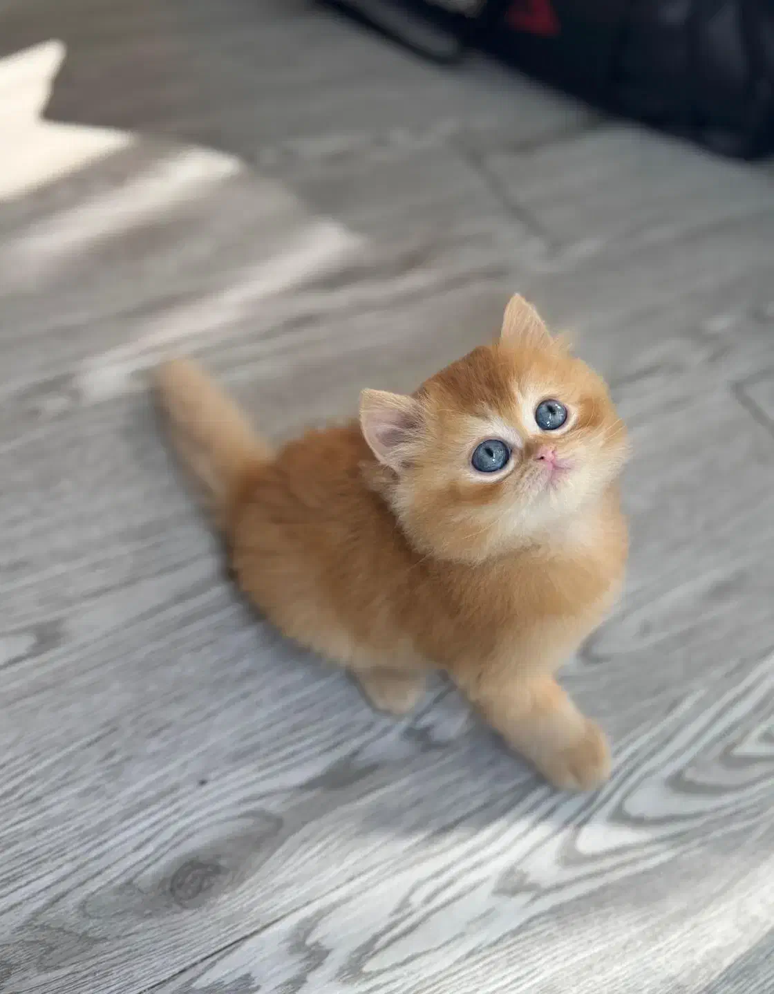 بریتیش گلدny12 لانگ هیر دوماهه|گربه|تهران, شهرک غرب|دیوار