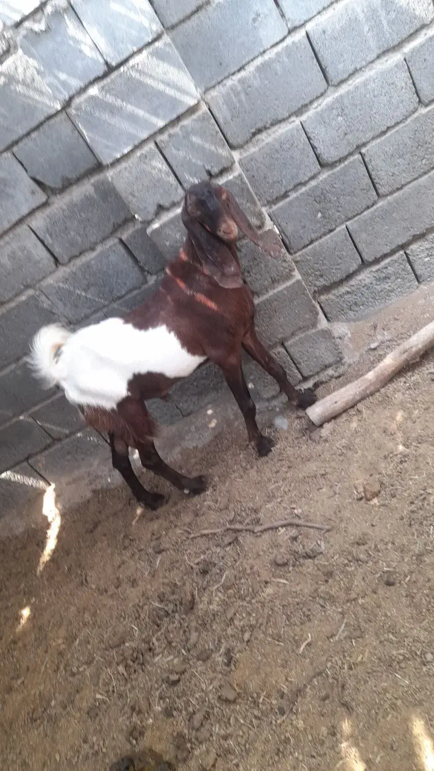 فروش چپشت|حیوانات مزرعه|رودان, |دیوار