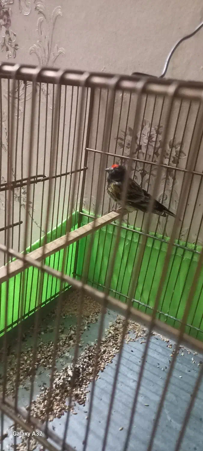 گلبسر|پرنده|قدس, شهرقدس|دیوار