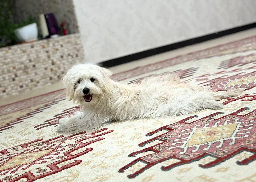 گمشده|سگ|یاسوج, |دیوار