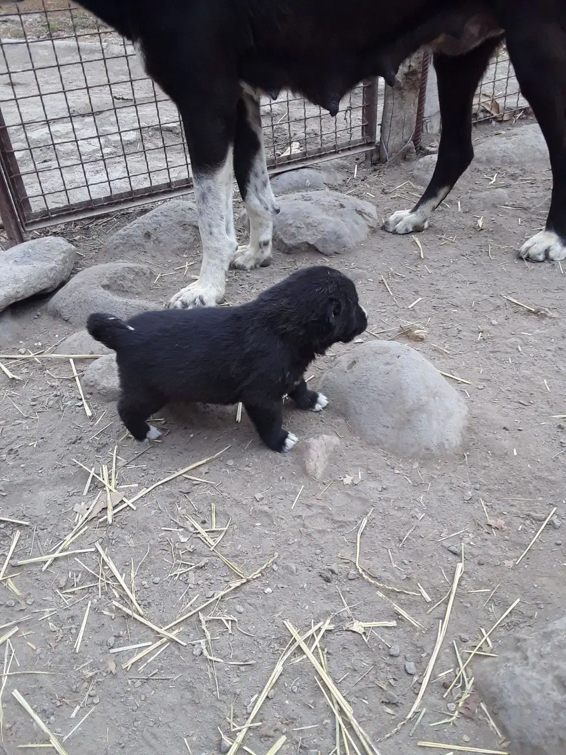 واگذاری|سگ|سراب, |دیوار