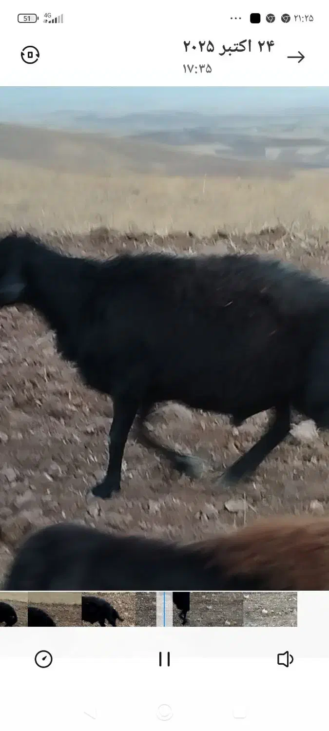 قوچ قره قزل|حیوانات مزرعه|قره پشتلو, |دیوار