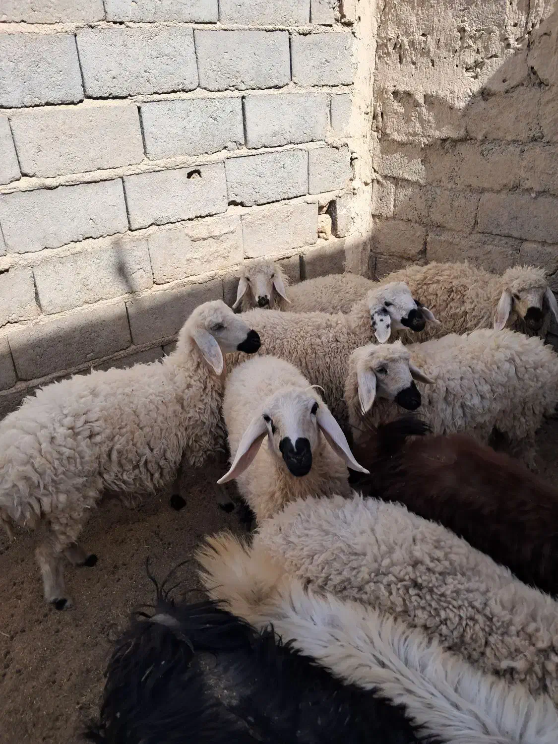 گوشت بره نر و ماده|حیوانات مزرعه|زابل, |دیوار