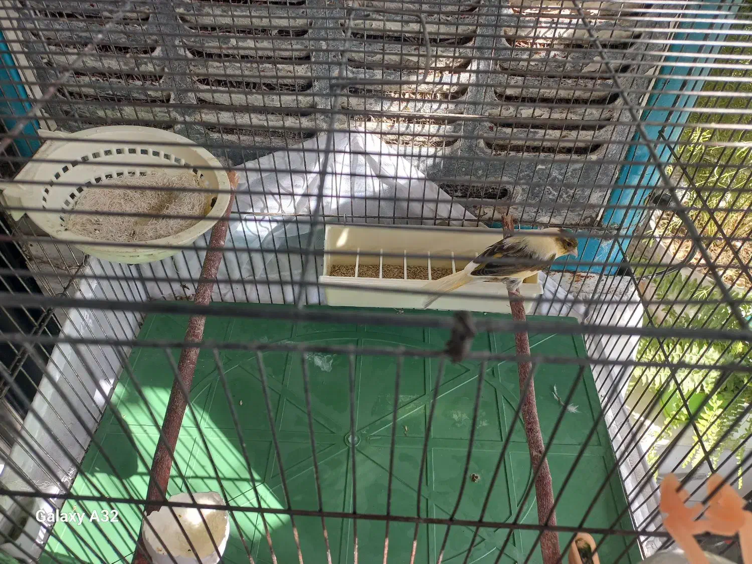 قناری ماده آماده جفت ،ابلغ ،پس بالا|پرنده|اندیشه, اندیشه فاز ۴|دیوار