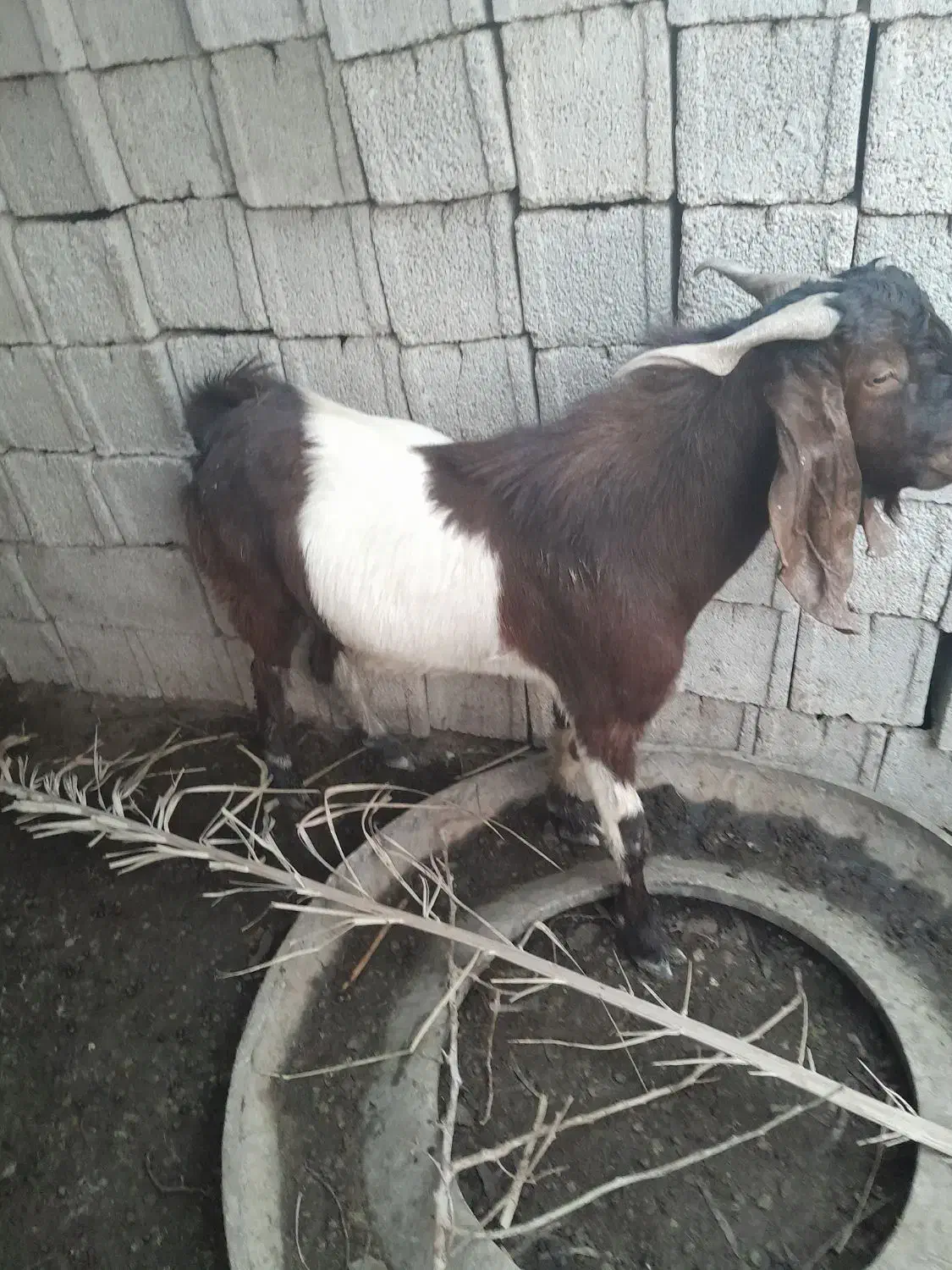 بز. نر به فروش میرسد|حیوانات مزرعه|شادگان, |دیوار
