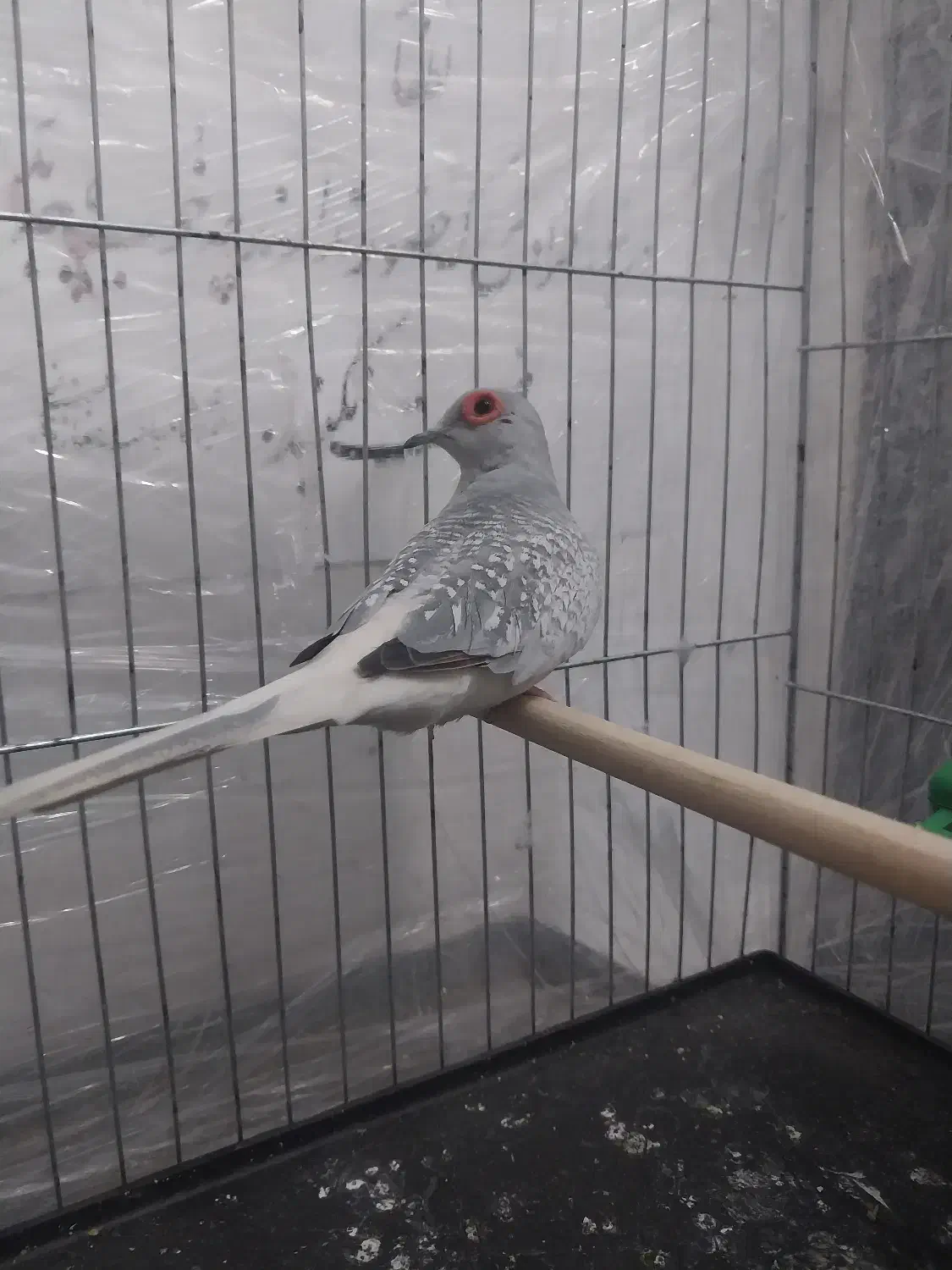 فنچ طوطی سهره|پرنده|تهران, تهرانسر شرقی|دیوار