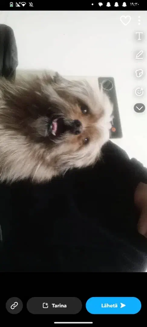 گمشده|حیوانات|بومهن, |دیوار