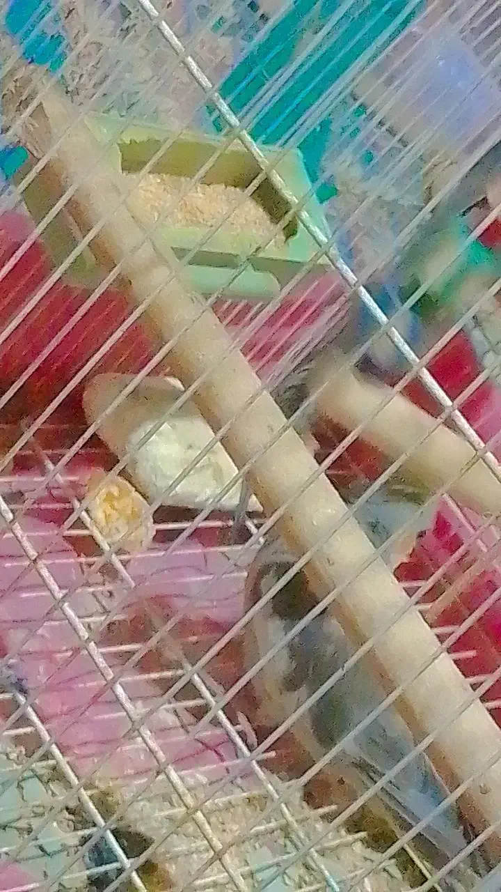 پرنده|پرنده|سراوان, |دیوار