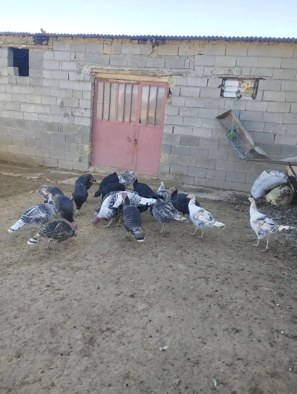 بوقلمون|حیوانات مزرعه|بجنورد, |دیوار