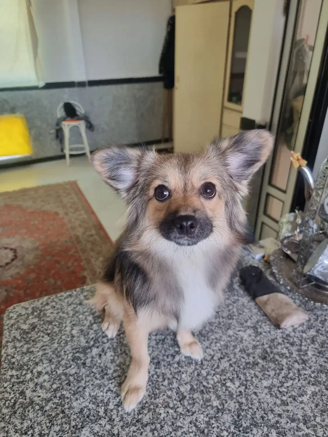 حیوان خانگی|سگ|گرگان, |دیوار