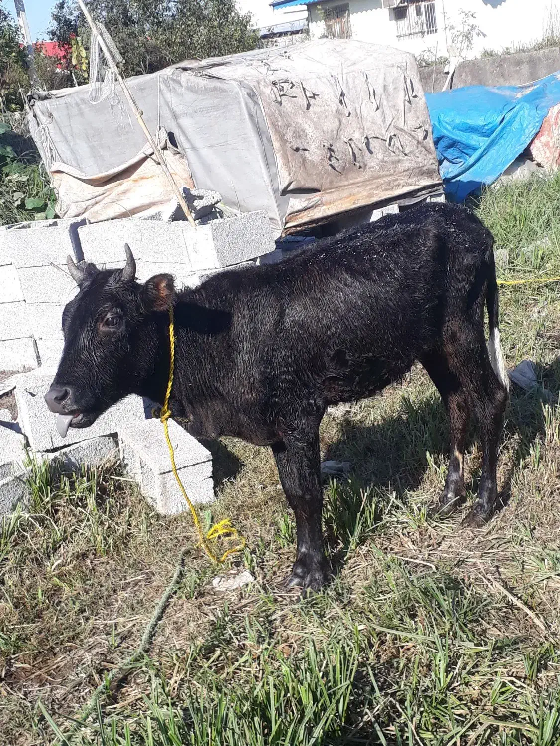 لیشه چالوسی اصیل   گاو ورزا|حیوانات مزرعه|رشت, حومه رشت|دیوار