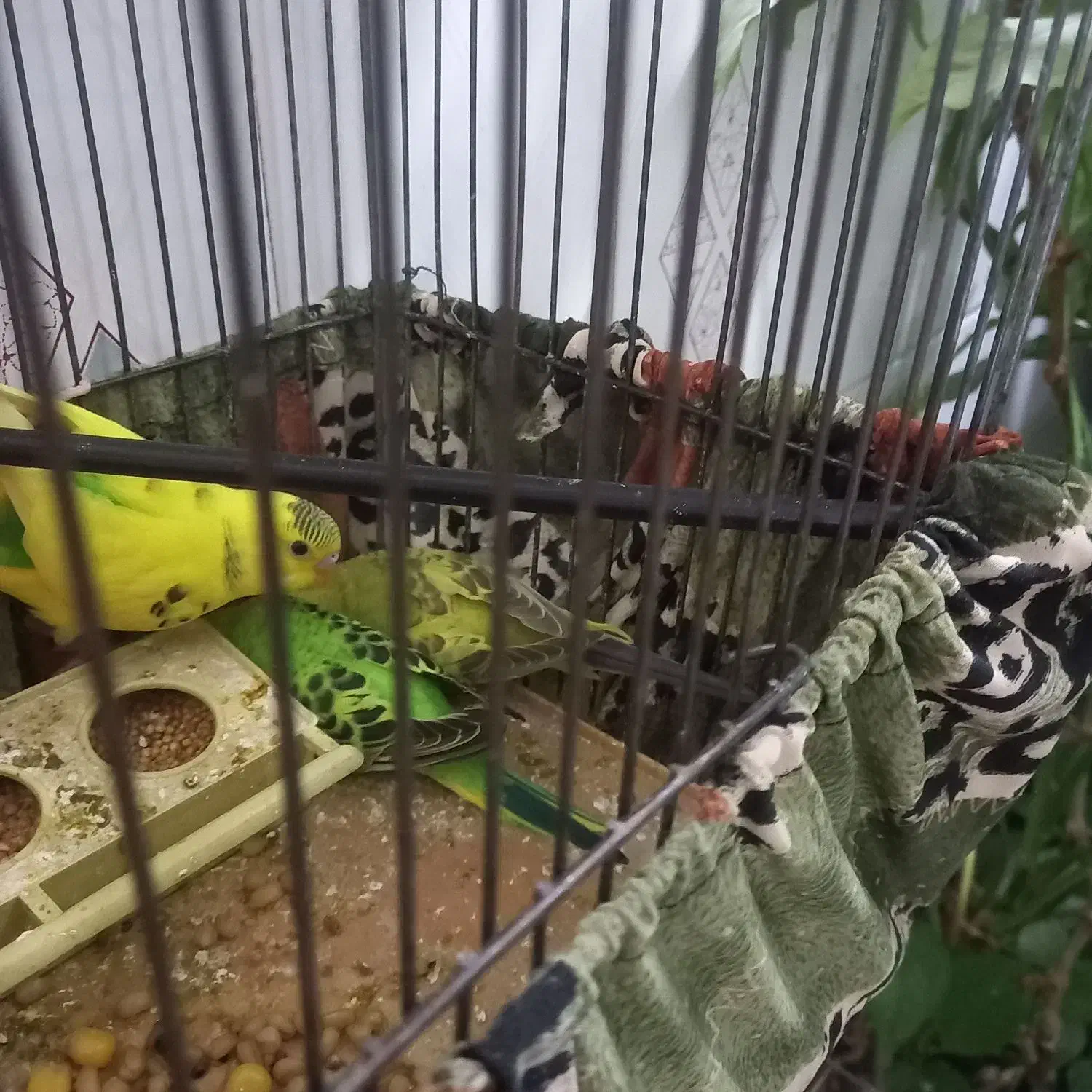 مرغ عشق|پرنده|محمدشهر, محمدشهر|دیوار