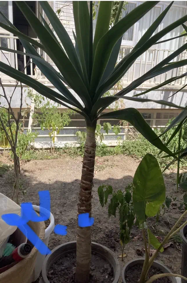 گل آپارتمانی|گل و گیاه طبیعی|سبزوار, عارف|دیوار