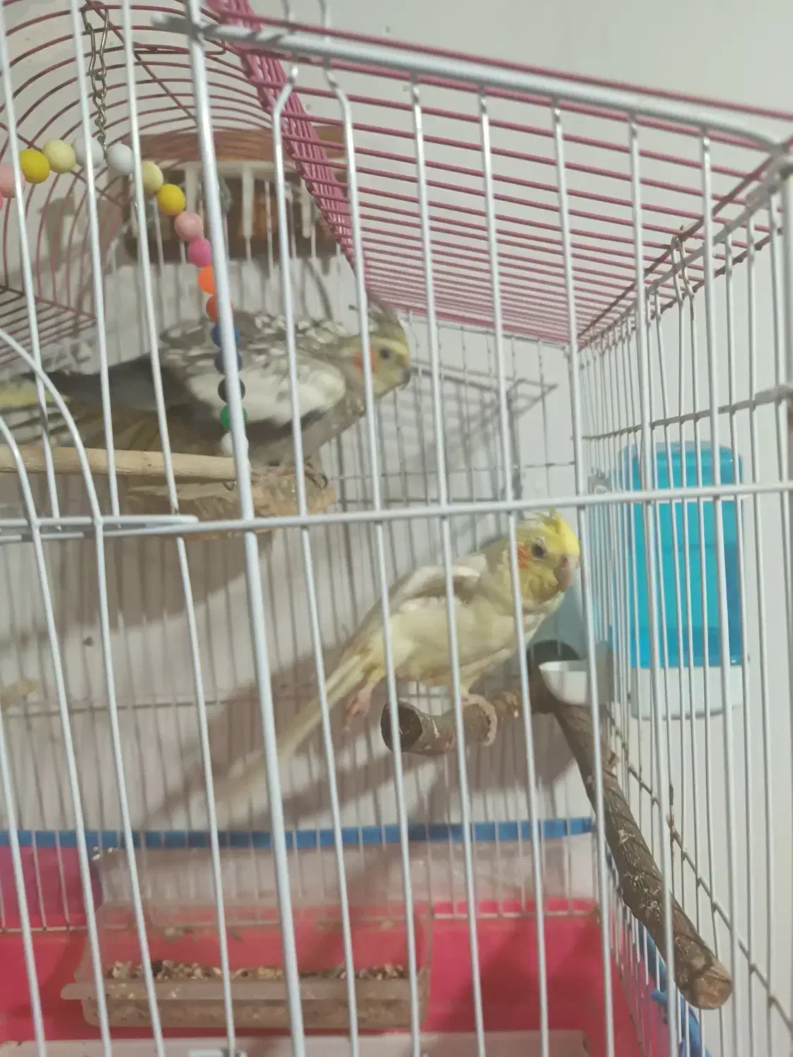 عروس هلندی|پرنده|خرمدره, |دیوار