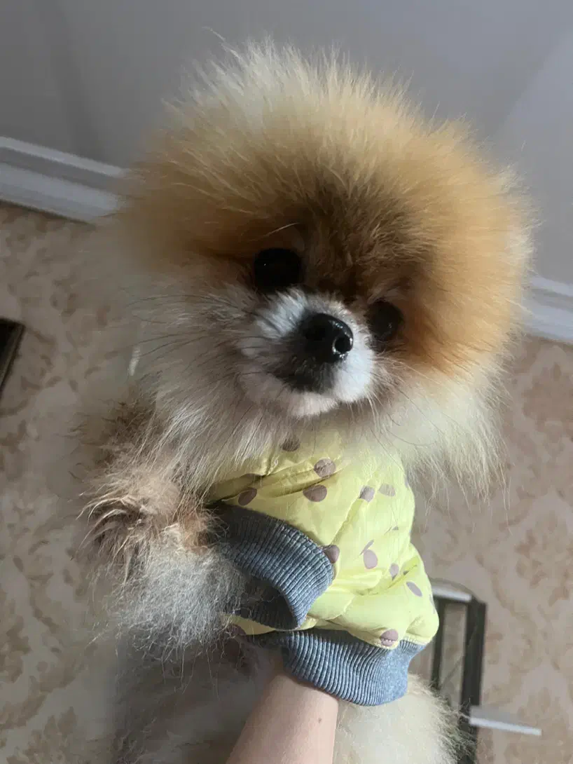 پامر خرسی بو فیس وارداتی خاص|سگ|کرج, فاز ۲ مهرشهر|دیوار