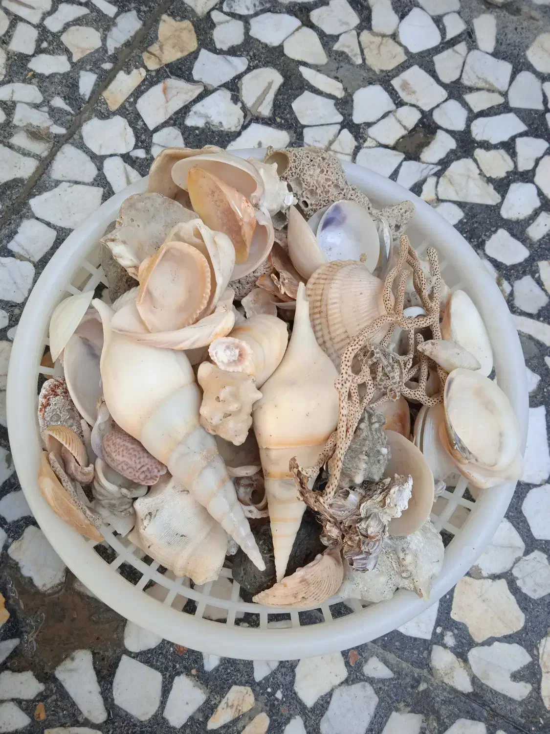 صدف|صنایع دستی و سایر لوازم تزئینی|بندر گناوه, |دیوار