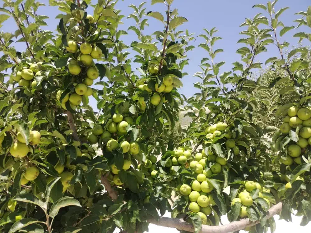 42 هکتار زمین سرحد اقلید|فروش دفتر صنعتی، کشاورزی، تجاری|حسن آباد, |دیوار