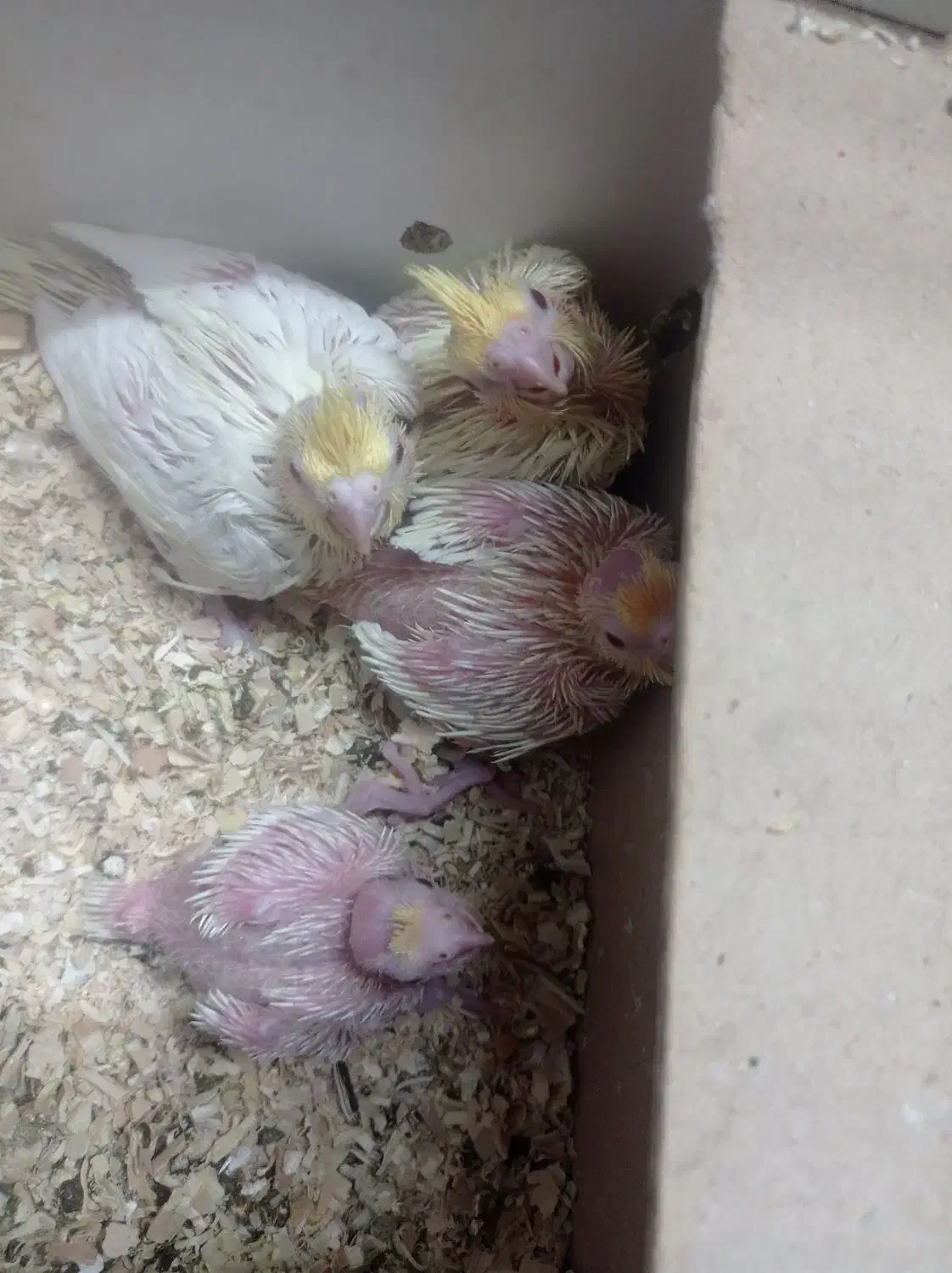 عروس هلندی مولد با چهار جوجه معاوضه با گیرینچیک|پرنده|خمینی‌شهر, |دیوار