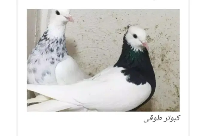 جوجه سرور|پرنده|خمین, |دیوار