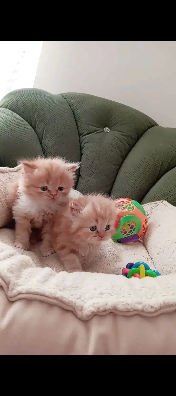 پرشین|گربه|مشهد, سعد آباد|دیوار