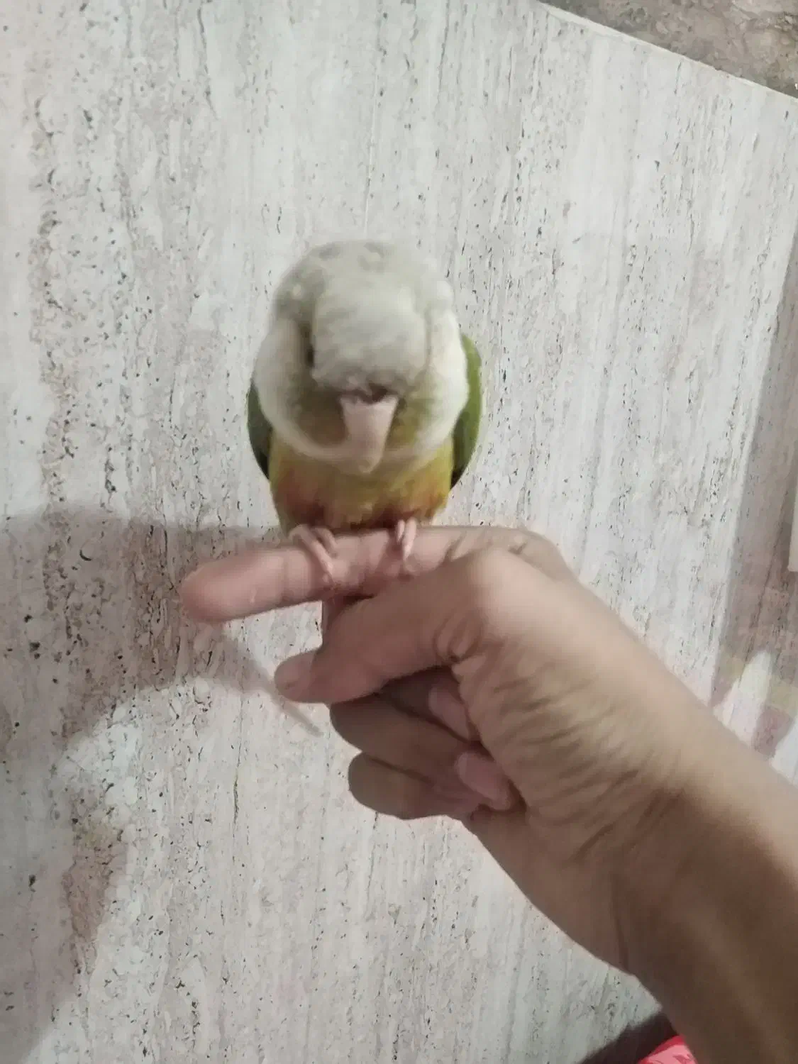 طوطی گرینچیگ بازیگوش|پرنده|زرند, |دیوار