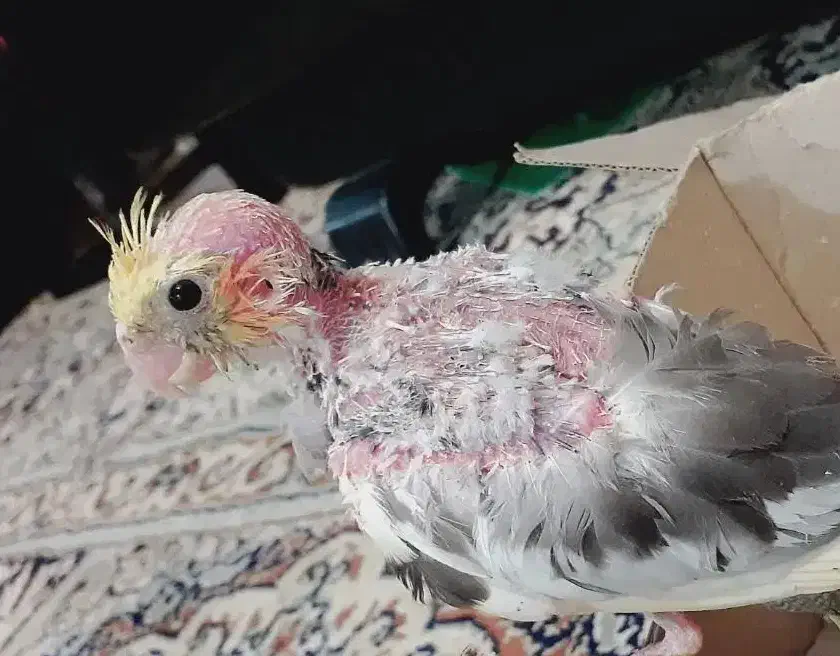 جوجه عروس ابلغ لوتینو|پرنده|زابل, |دیوار