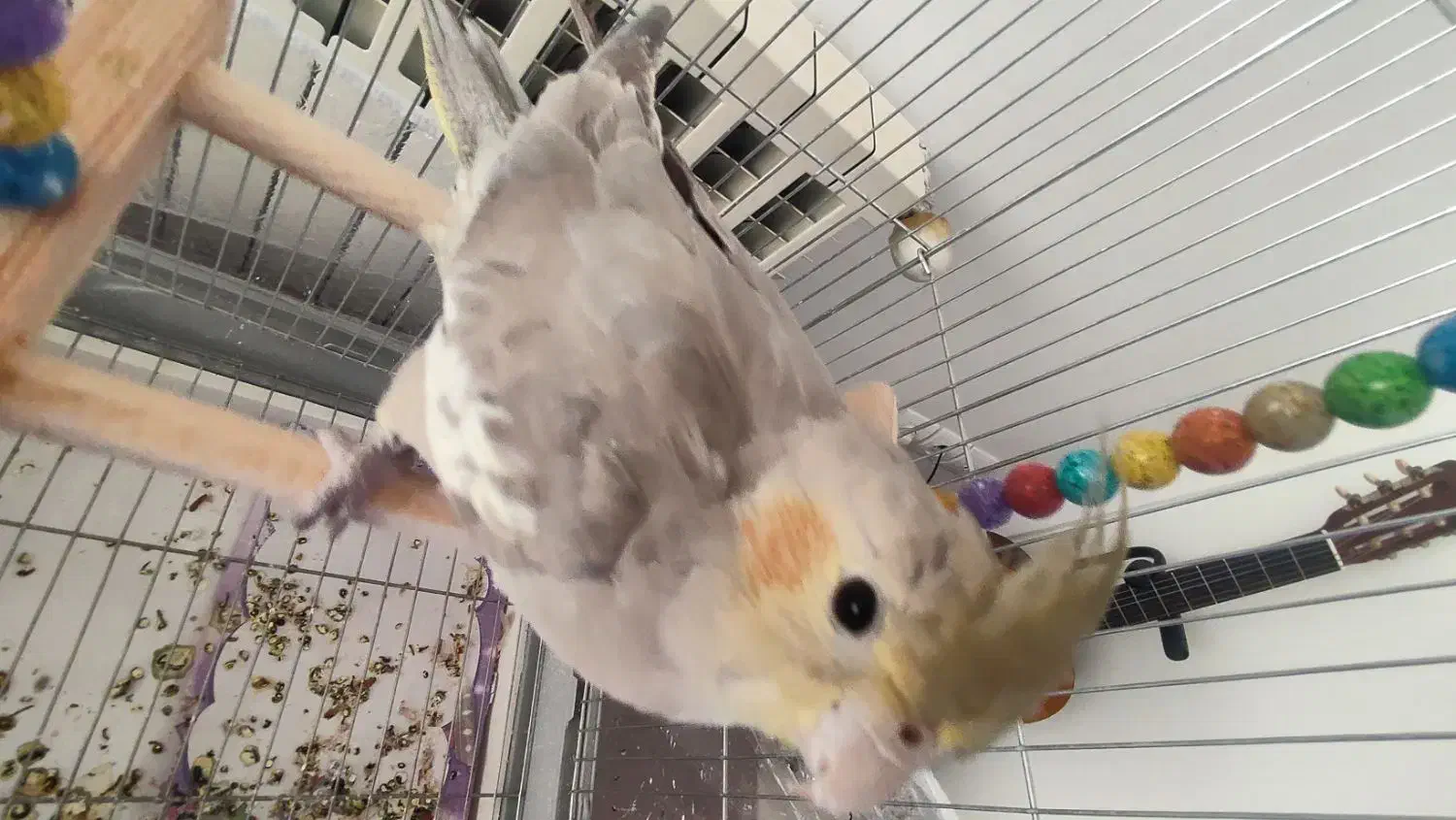 دوعدد عروس هلندی|پرنده|نهبندان, |دیوار