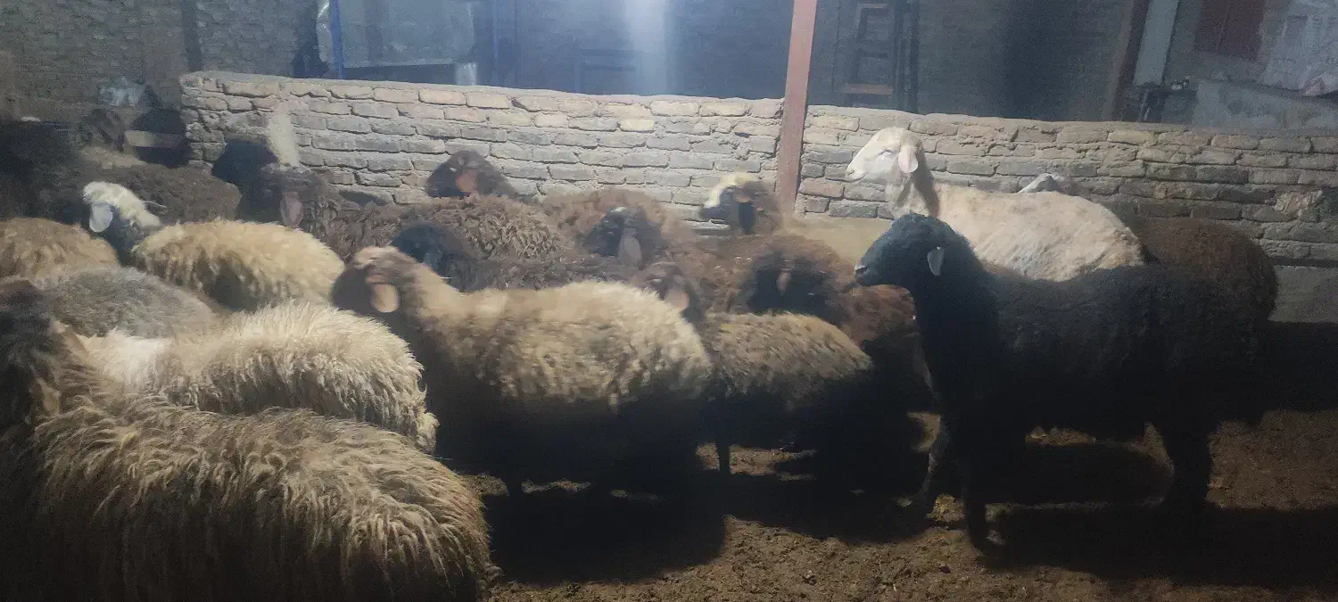 بیست راس بره|حیوانات مزرعه|بهشهر, |دیوار