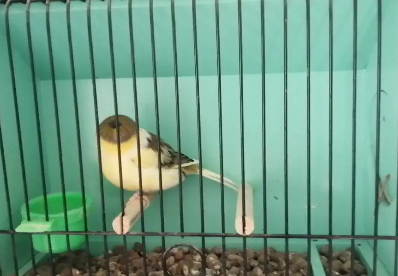 گلاستر اورجینال|پرنده|مشهد, احمدآباد|دیوار