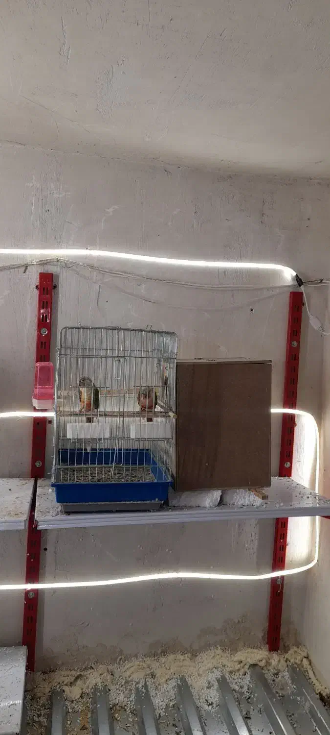 طوطی مولد ب شرط گرین چیک عروس هلندی شاه طوطی|پرنده|سقز, |دیوار