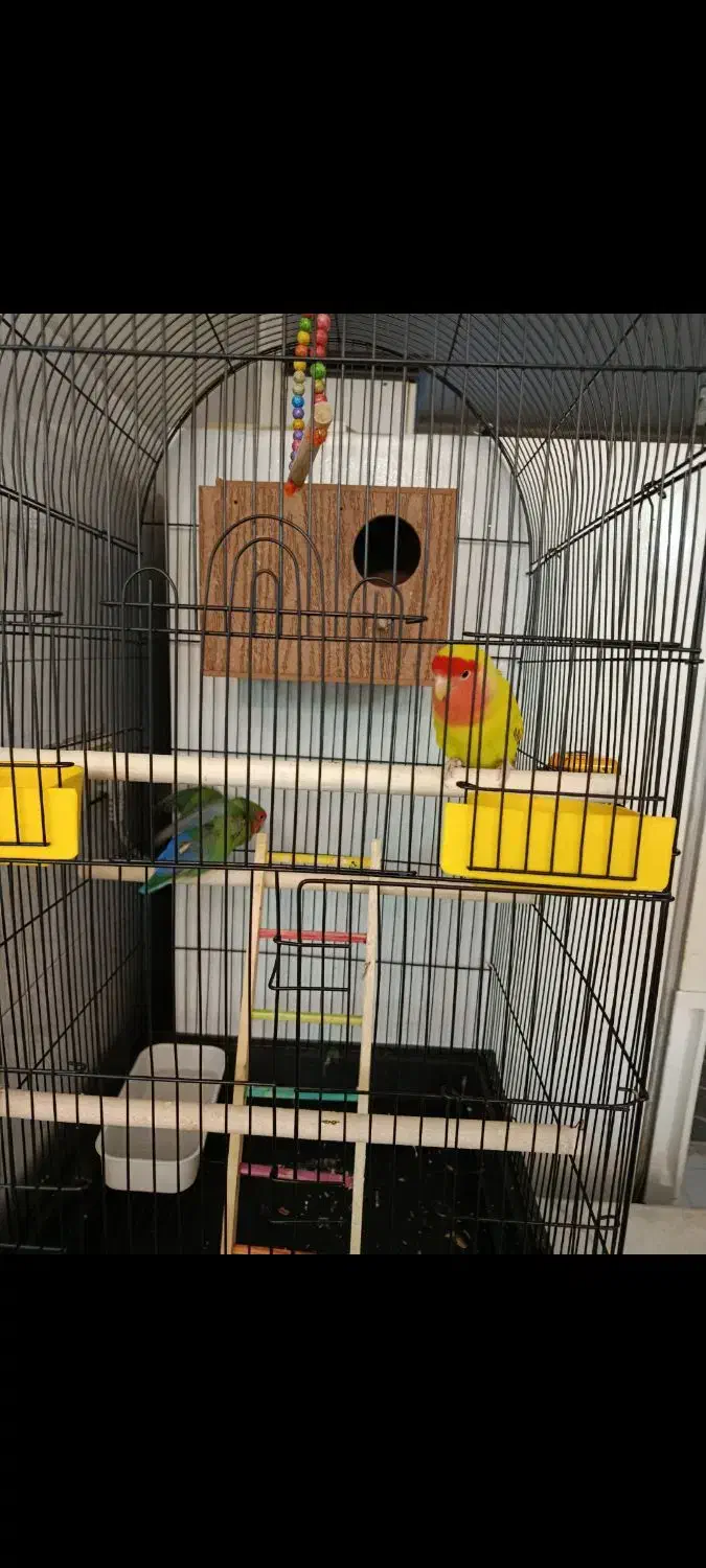 یک جفت طوطی برزیلی|پرنده|قدس, شهر‌قدس|دیوار