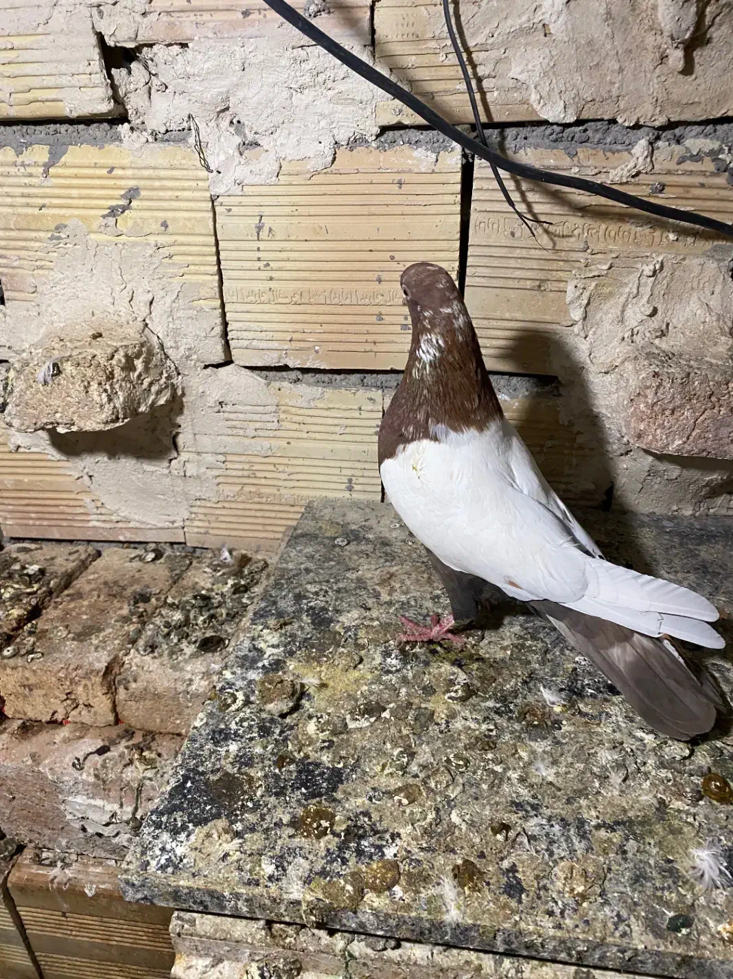 کبوتر|پرنده|اردبیل, |دیوار