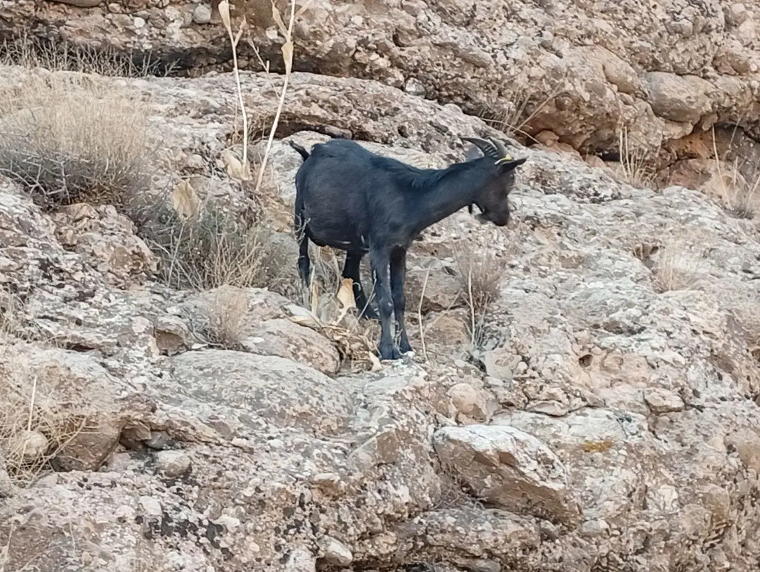 کهره نر دورگ آلپاین|حیوانات مزرعه|شیراز, گویم|دیوار