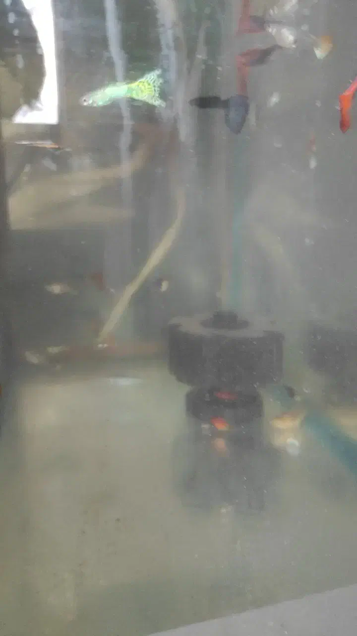 فروش ماهی|ماهی|بندرعباس, |دیوار