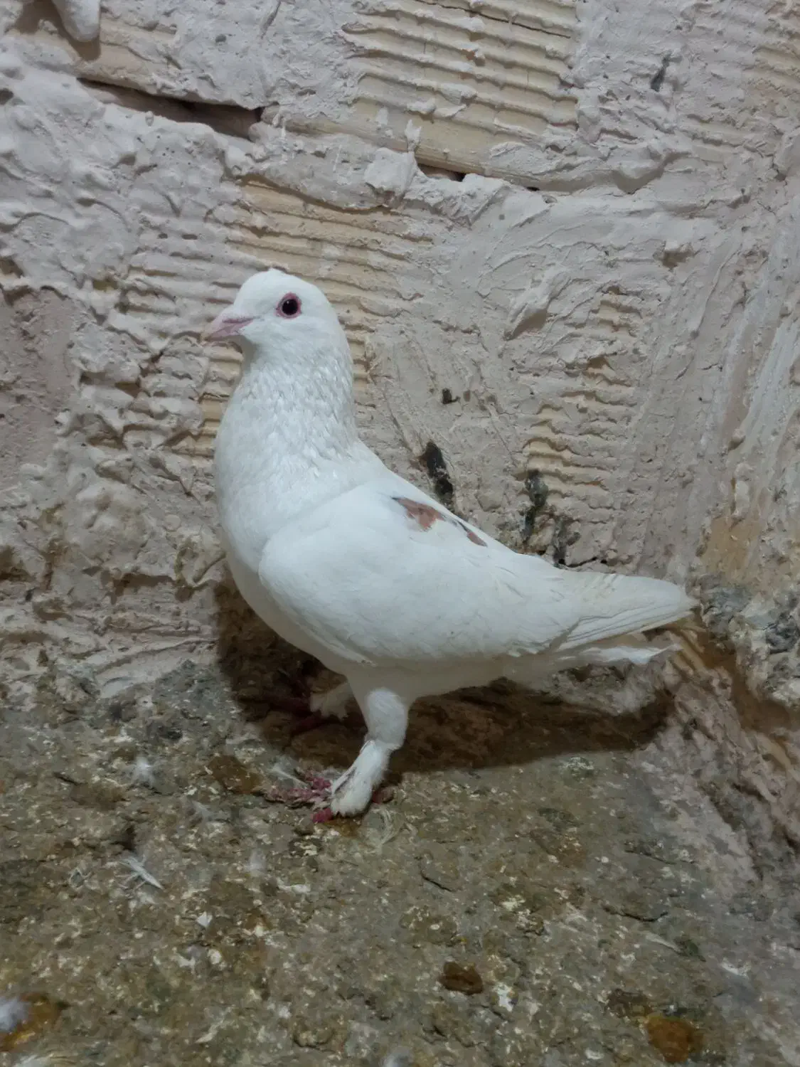 بوم|حیوانات|مشهد, شهرک شهید باهنر|دیوار